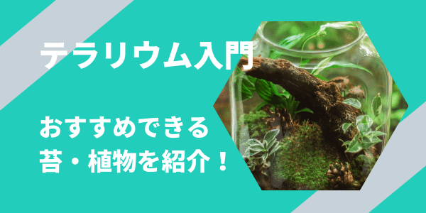 テラリウムおすすめの苔・植物