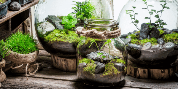 テラリウム