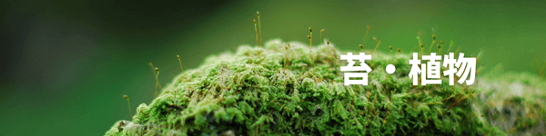 苔・植物