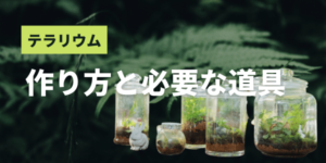 初心者向けテラリウム